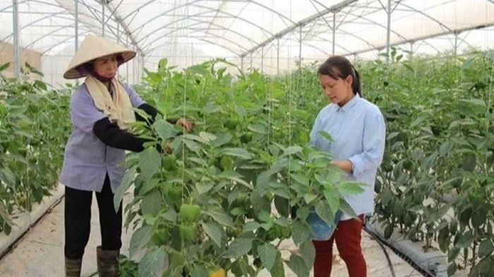 Bắc Ninh chú trọng hỗ trợ xây dựng vùng nguyên liệu đạt chuẩn, áp dụng tiến bộ kỹ thuật và liên kết tiêu thụ sản phẩm. (Ảnh: MINH TUẤN)