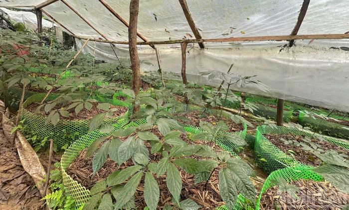 Sâm Ngọc Linh có giá trị kinh tế cao, cần nhiều biện pháp để kiểm soát chất lượng, bảo vệ nguồn dược liệu quý này.