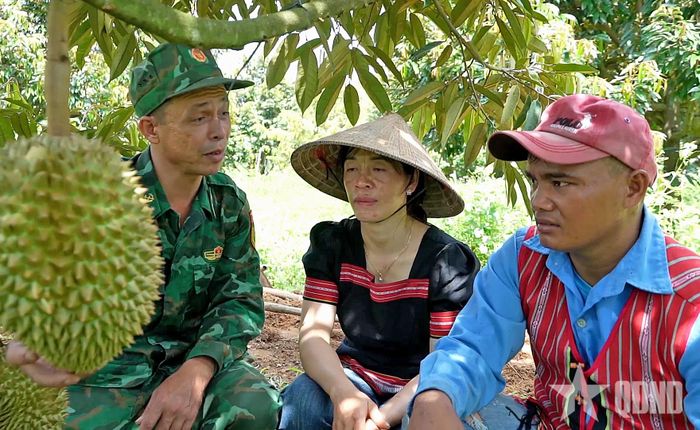 Trung tá QNCN Bùi Triệu Phú hướng dẫn gia đình anh Kriêng Xanh kỹ thuật trồng, chăm sóc cây sầu riêng. Ảnh: ANH SƠN 
