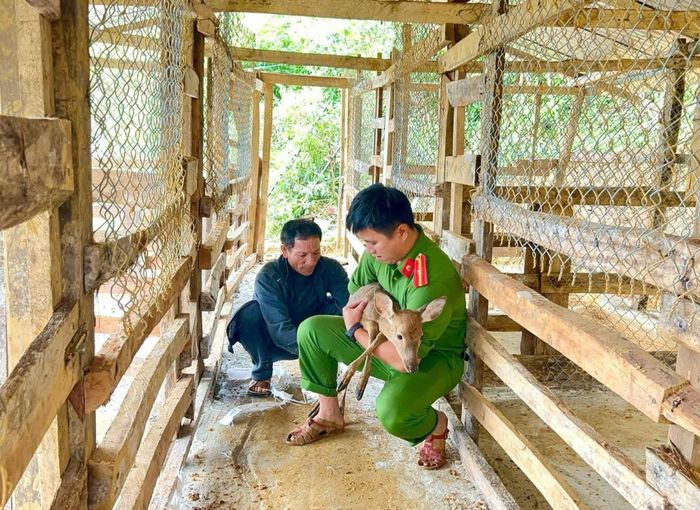 Công an xã Trà Tập hỗ trợ người dân chăm sóc, nuôi dưỡng đàn hươu.
