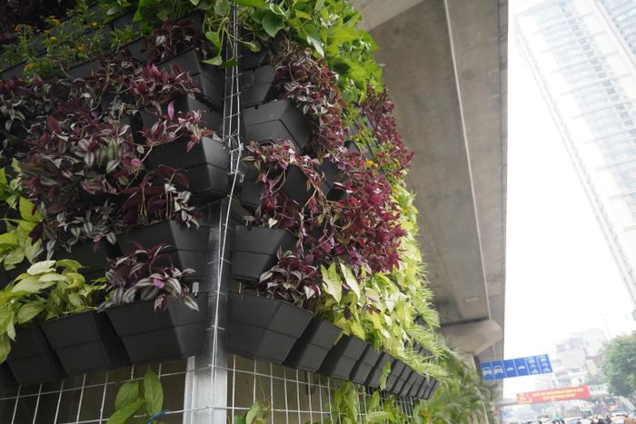 Cỏ lan chi, bảy sắc cầu vồng và sử quân tử được lựa chọn để tạo mảng xanh quanh trụ đường sắt trên cao. Ảnh: TIẾN CƯỜNG