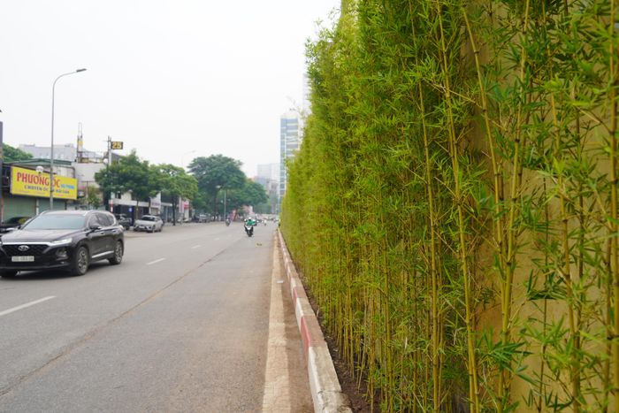 Những hàng trúc được bố trí dọc chân cầu vượt đường Lê Văn Lương - Láng Hạ, góp phần cải thiện cảnh quan khu vực. Ảnh: TIẾN CƯỜNG