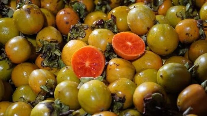 Những gánh hồng ngâm và hồng chín cũng góp phần làm nên sắc màu ẩm thực Hà Nội khi thu về. Hồng ngâm có độ giòn, vị ngọt thanh và cảm giác mát lành khi thưởng thức. Trong khi đó, hồng chín mềm mọng, ngọt đậm đà, mang đến một hương vị khác biệt nhưng đều gợi nhớ vẻ dịu dàng, nồng nàn của mùa thu. Ảnh: Bách hoá XANH