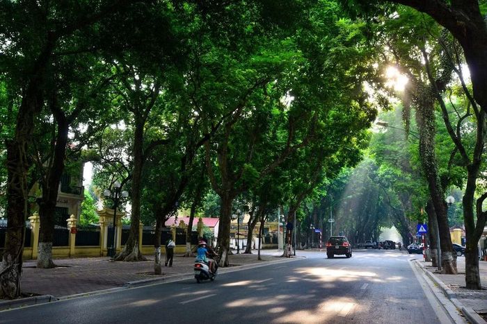 Phố Phan Đình Phùng nổi tiếng với những hàng cây cổ thụ trải dài hai bên đường. Khi thu sang, lá vàng phủ trên vỉa hè, những chiếc xe hoa chậm rãi lướt qua càng khiến khung cảnh trở nên thơ mộng. Đây là địa điểm được nhiều bạn trẻ yêu thích để chụp ảnh, lưu giữ những khoảnh khắc đặc trưng của mùa thu Hà Nội. Ảnh: Phạm Khánh Huy