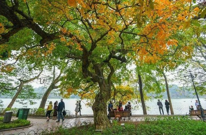 Chạy dọc giữa hồ Tây và hồ Trúc Bạch, đường Thanh Niên mang đến không gian thoáng đãng, trong lành với những hàng cây xanh rợp bóng. Vào buổi chiều, ánh nắng xuyên qua tán lá, phản chiếu xuống mặt hồ tạo nên những mảng màu vàng ấm áp. Đây là địa điểm thích hợp để chụp ảnh và tận hưởng những phút giây thư thái giữa lòng Thủ đô. Ảnh: Arttimes