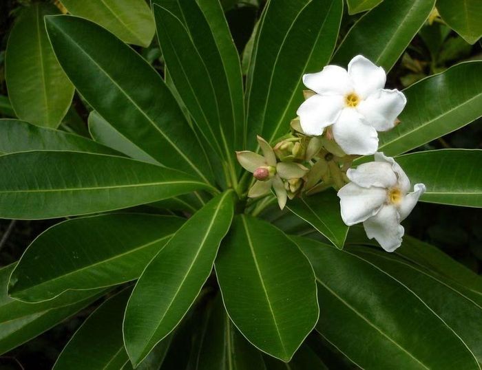 Ảnh: naturespoisons.com