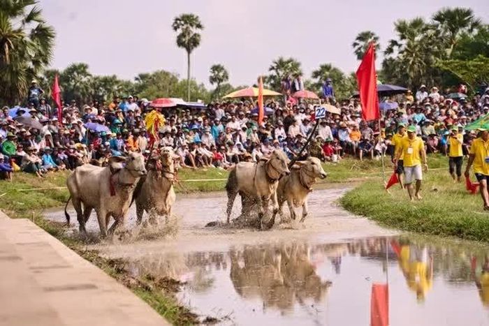 Hội đua bò Bảy Núi lần thứ 31 năm 2026 thu hút 64 đôi bò xuất sắc vượt qua vòng loại địa phương tham gia tranh tài. (Ảnh: BFC)