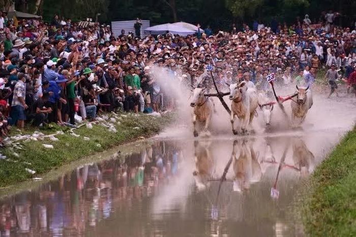 Khoảnh khắc đăng quang vinh quang của ông Nguyễn Thành Tài (xã Núi Cấm) – chủ nhân đôi bò xuất sắc đoạt cúp vô địch năm 2026. (Ảnh: BFC)