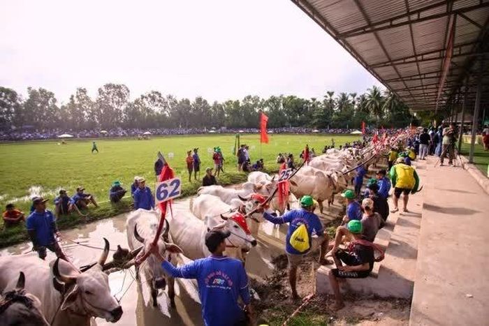 Rộn ràng lễ khai mạc Hội Đua bò Bảy Núi tranh Cúp Truyền hình An Giang lần thứ 31 năm 2026 tại sân đua xã An Cư. (Ảnh: BFC)