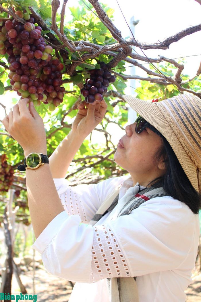 Khách du lịch tham quan vườn nho ở phía Nam tỉnh Khánh Hòa. Ảnh: Lệ Giang