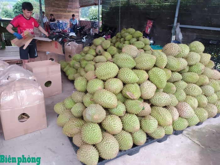 Sầu riêng Khánh Hòa xuất khẩu ra thị trường nước ngoài. Ảnh: Lệ Giang