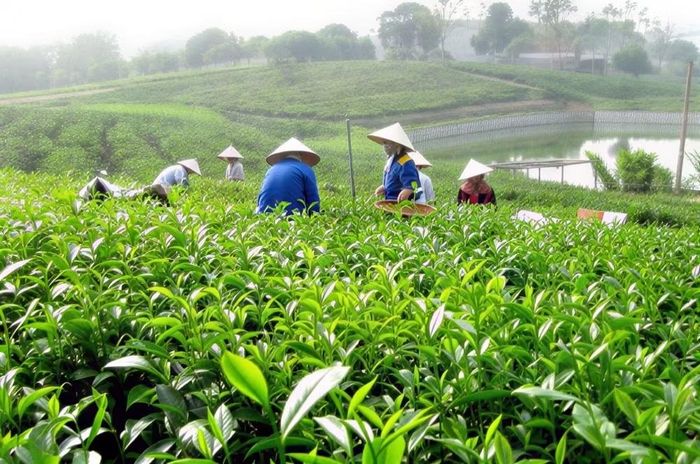 Việc hỗ trợ sản xuất ngày càng gắn với ứng dụng khoa học, công nghệ. Ảnh: Ngọc Nguyễn