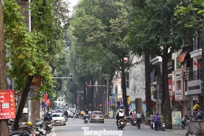 Hàng cây sao đen trăm tuổi trên phố Lò Đúc
