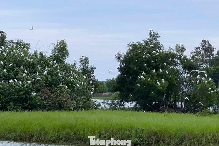 Đàn cò trú ngụ tại hồ Xuân Dương, xã Tân Châu.