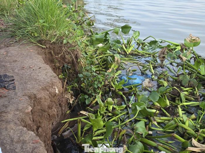  Kiểm tra thực tế đê bao cồn Khương đang sạt lở dần, ông Trần Chí Hùng - Phó Chủ tịch UBND TP. Cần Thơ, yêu cầu ngành chức năng và địa phương tiếp tục gia cố để ứng phó với đợt triều cường trong năm nay, đảm bảo an toàn cho khu vực bên trong. 
