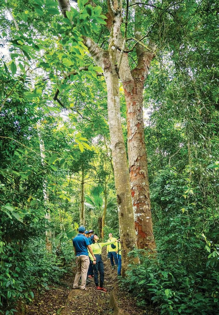 Du khách hòa mình với thiên nhiên và tận hưởng trải nghiệm mạo hiểm với tour “Khám phá rừng lim - Ngôi nhà của Kong”