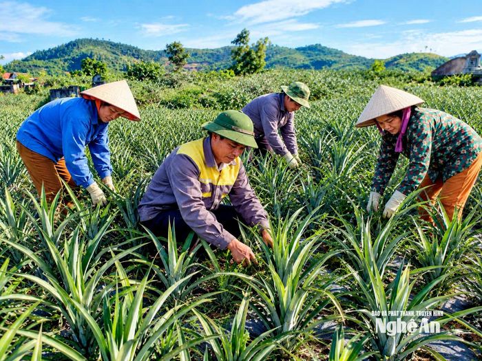 Mô hình trồng dứa hàng hóa được hình thành ở thôn Thanh Ngọc 3, xã Đại Đồng. Trong ảnh, Phó Bí thư chi bộ, Trưởng thôn Thanh Ngọc 3 Võ Văn Sơn cùng bà con kiểm tra lứa dứa đầu tiên trên địa bàn. Ảnh: Xuân Hải