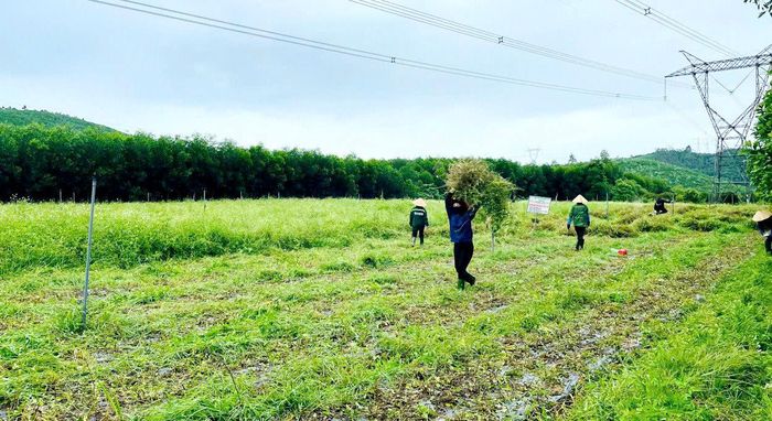 Hoạt động của HTX Dược liệu Phủ Quỳ do đảng viên Nguyễn Diệu Thúy làm Chủ tịch HĐQT, Giám đốc thu hút 30 lao động địa phương. Ảnh: Cao Uyên
