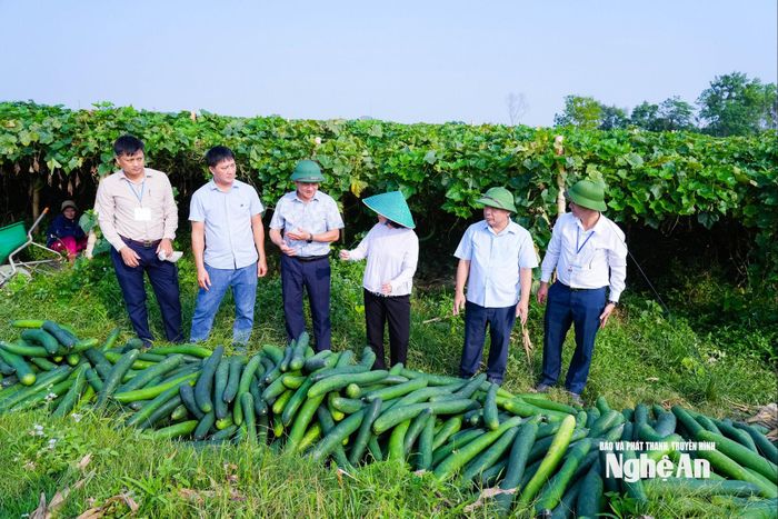 Đoàn công tác của tỉnh khảo sát mô hình trồng bí xanh chất lượng cao tại xã Đại Đồng. Ảnh: T.L