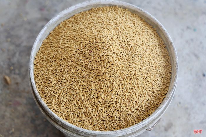 Bà Trần Thị Quy chia sẻ: “Gà khá dễ nuôi, thức ăn chủ yếu là cám viên, chia thành 3–4 bữa/ngày. Gia đình sử dụng hệ thống nước uống tự động, thường xuyên vệ sinh máng uống và chủ động gối vụ để duy trì đàn, đáp ứng nhu cầu thị trường dịp cuối năm".