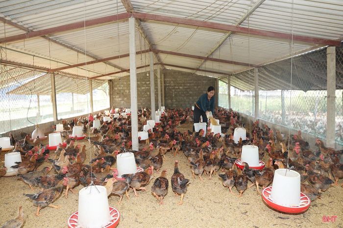 Yên Hòa là một trong những địa phương có nghề chăn nuôi gà phát triển với quy mô lớn ở Hà Tĩnh. Toàn xã hiện có gần 100 hộ nuôi với tổng đàn hơn 80.000 con gà, tập trung chủ yếu ở thôn Mỹ Hòa.