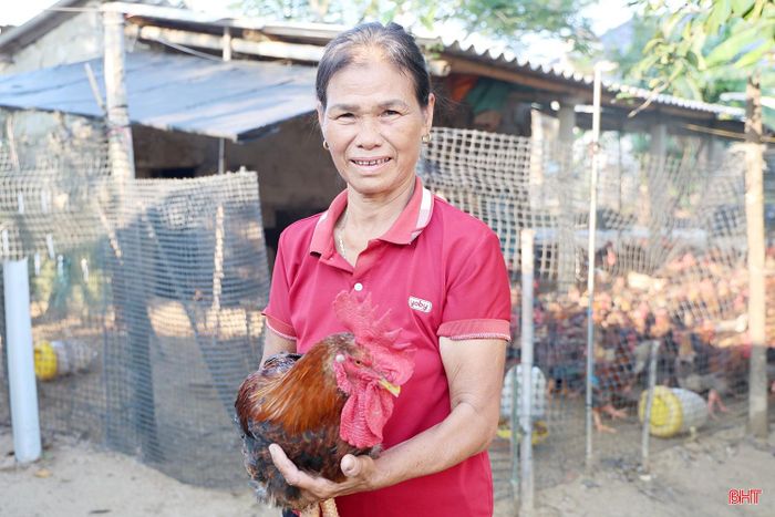 Bà Phạm Thị Thu, thôn Mỹ Hòa cho biết: "Gia đình vừa thả nuôi hơn 500 con gà, hiện mới 15 ngày tuổi. Cùng với tập trung chăm sóc đàn gà mới, gia đình sẽ xuất bán 1.000 gà đã đạt trọng lượng từ 2kg–2,5 kg/con, đồng thời tiếp tục nuôi thêm 1.000 con giống để phục vụ thị trường dịp Tết Nguyên đán".