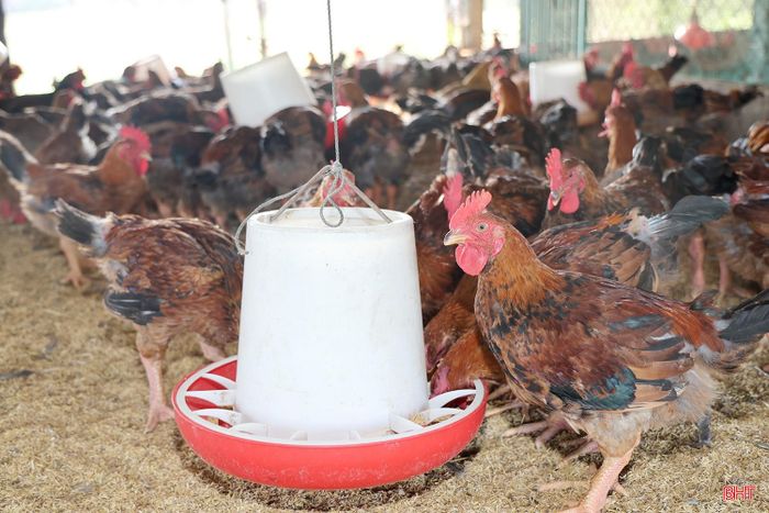 Các hộ dân chủ động đầu tư chuồng trại, phát triển chăn nuôi gà theo hướng tập trung, nâng cao hiệu quả kinh tế.