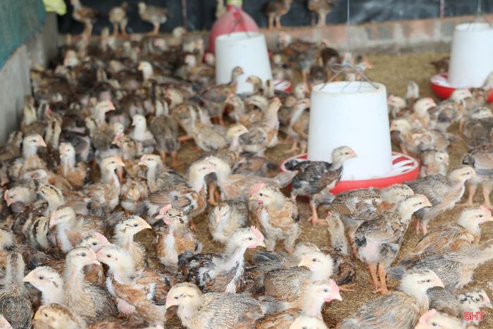 Bà Trần Thị Quy, thôn Mỹ Hòa (xã Yên Hòa) vừa nuôi thêm 1.000 con gà giống, nâng tổng đàn lên 6.000 con. Trong vài tuần tới, sau khi xuất bán những lứa gà đạt trọng lượng, gia đình dự kiến tiếp tục nuôi thêm 2.000 con giống để đón đầu nhu cầu thị trường dịp Tết Nguyên đán.