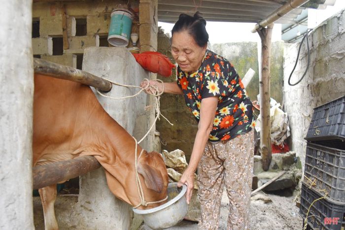 Bà Hồ Thị Tam chăm sóc con bê giống cẩn thận và xem đây là "của để dành" cho sau này.