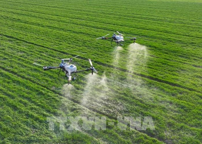 Ứng dụng công nghệ tưới tiêu bằng drone trên cánh đồng tại Australia. Ảnh: TTXVN