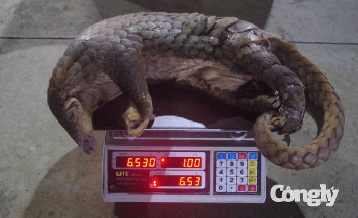 Cá thể động vật nghi là tê tê đã chết, nặng 6,53 kg.