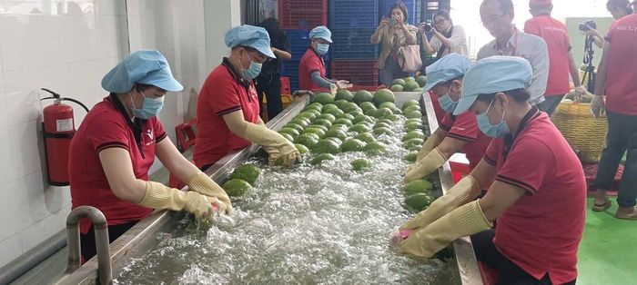 Công nhân sơ chế bưởi da xanh tại nhà máy của Vina T&T Group. Ảnh: Quốc Hải.
