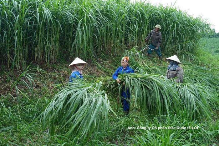 Bổ sung các hợp chất thực vật như saponin, tannin và flavonoid vào khẩu phần ăn của vật nuôi cũng giúp giảm phát thải khí mê-tan.