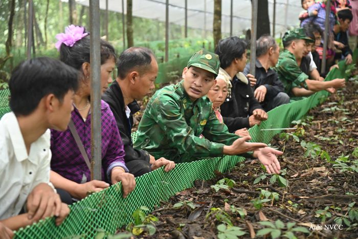 Thiếu tá Nguyễn Duy Khánh tuyên truyền, hướng dẫn bà con bản Ngài Thầu  trồng sâm Lai Châu dưới tán rừng.