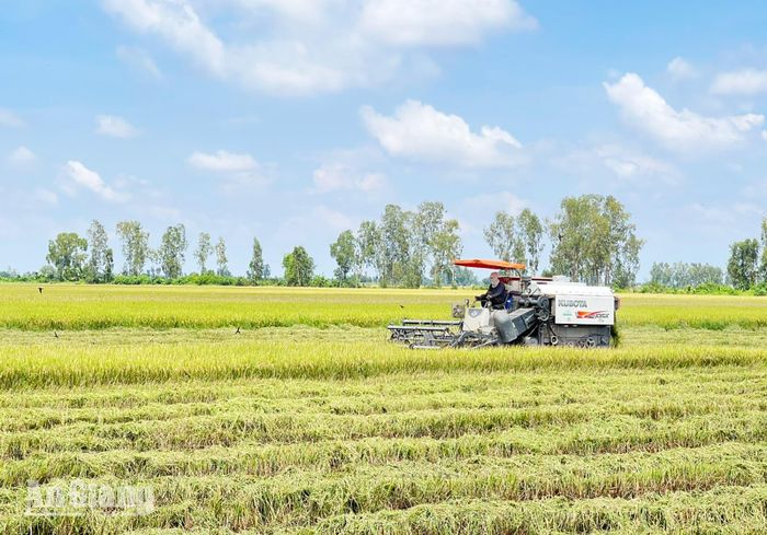 Nông dân xã Giồng Riềng đẩy mạnh cơ giới hóa trong sản xuất nông nghiệp.