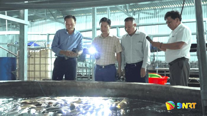 Lãnh đạo xã Thăng Điền thăm mô hình nuôi cá chình trong ao của anh Nguyễn Thanh Quang. Ảnh: GIANG BIÊN