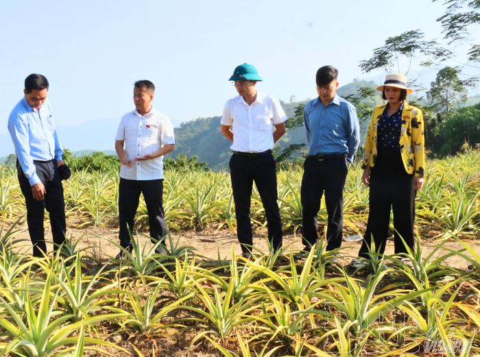 Đoàn giám sát thực địa dự án hỗ trợ phát triển sản xuất cộng đồng trồng và chăm sóc dứa tại bản Công Binh, xã Núa Ngam.