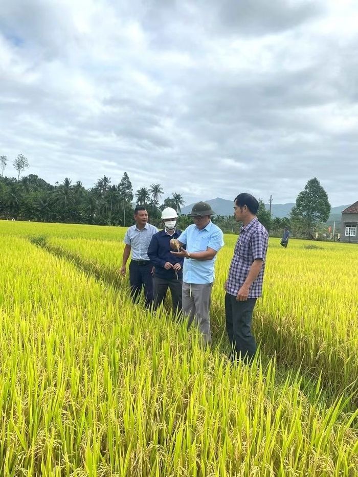  Trung tâm Khuyến nông (Sở Nông nghiệp và Môi trường) triển khai mô hình sản xuất lúa chất lượng đạt tiêu chuẩn hữu cơ gắn với liên kết tiêu thụ sản phẩm ở một số xã phía Đông tỉnh. Ảnh: N.T 