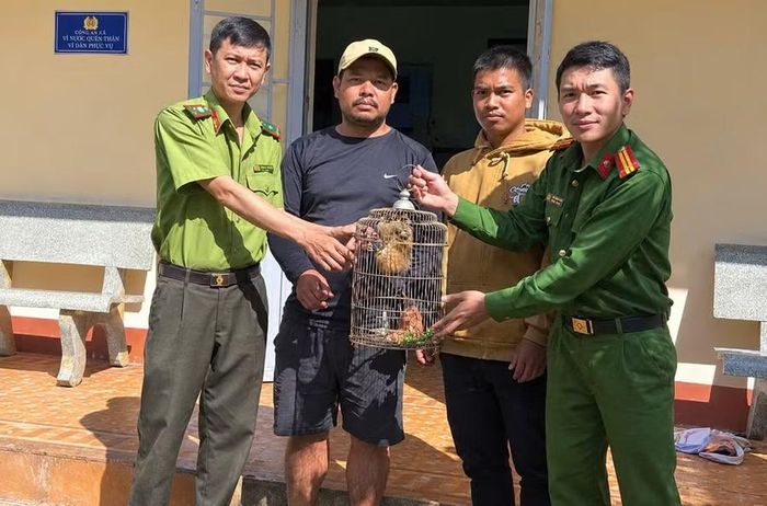  Lực lượng chức năng đã tiếp nhận cá thể cu li do anh Ben giao nộp. Ảnh: ĐVCC 