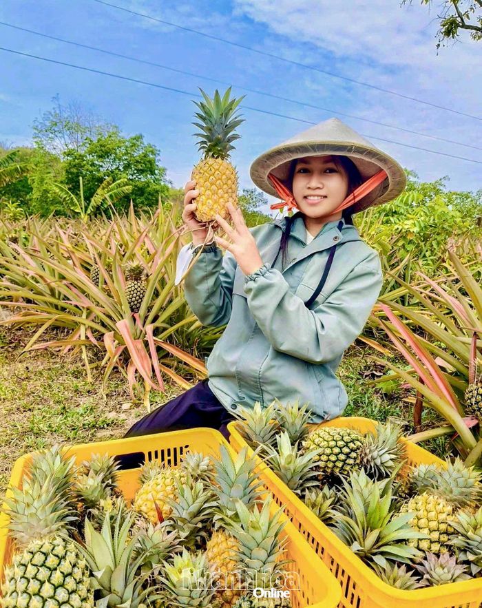 Dứa mật trồng theo hướng hữu cơ tại xã Anh Dũng.