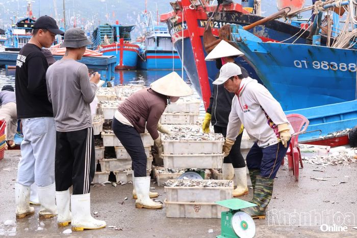 Hoạt động thu mua hải sản.