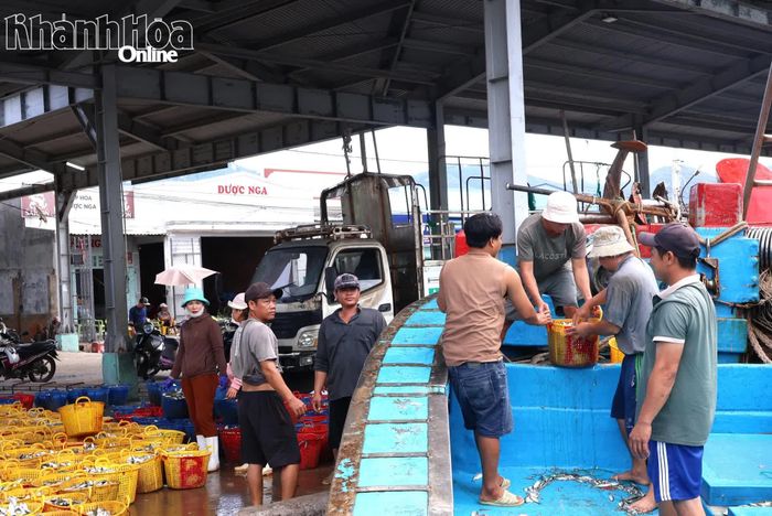 Các giỏ cá được đưa lên bờ.