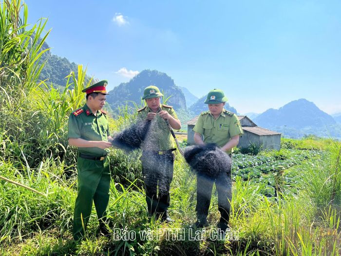 Lực lượng chức năng thu hồi lưới tàng hình bẫy chim hoang dã.