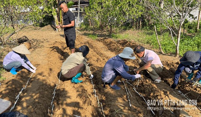 Người dân xã Bằng Mạc thực hành kỹ thuật trồng cỏ làm thức ăn cho đàn ngựa