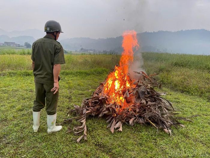 Lực lượng chức năng thu giữ, tiêu hủy tại chỗ gần 100 mét lưới cùng nhiều cọc gỗ, tre và chim mồi.