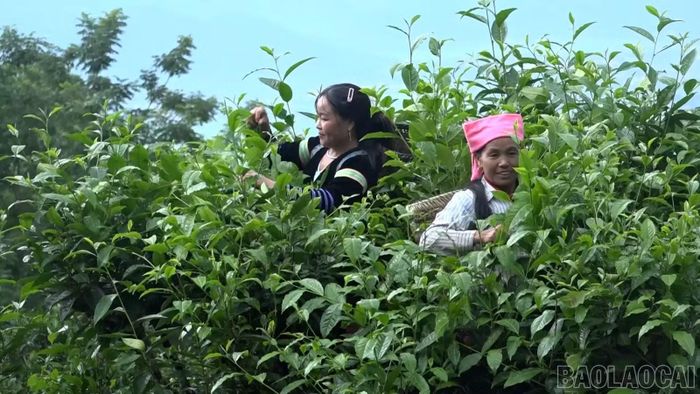 Người dân xã Phình Hồ trồng, chăm sóc chè Shan Tuyết để nâng cao thu nhập.