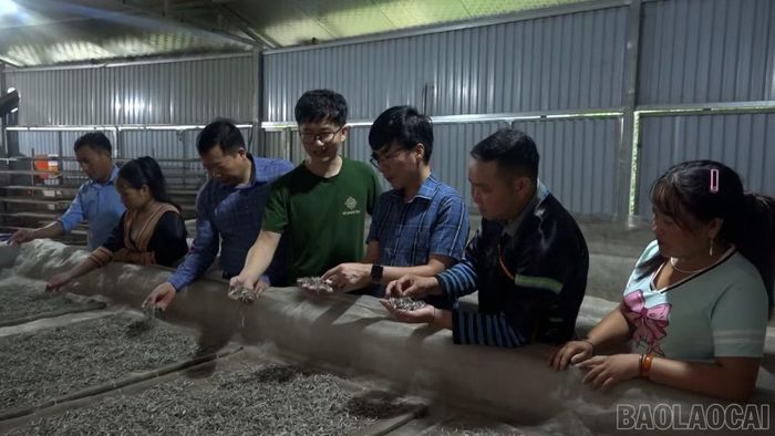 Chè Shan Tuyết Phình Hồ đã xây dựng được thương hiệu trên thị trường.