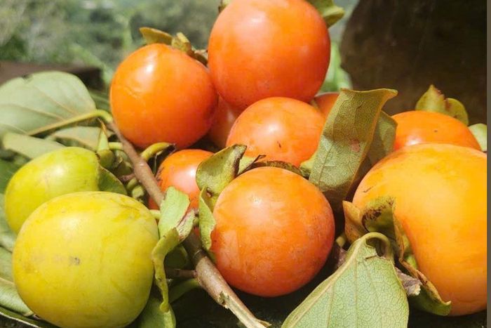 Những trái hồng vừa hườm vàng, căng bóng được gia đình chị My hái trong vườn nhà để làm hồng sấy gió