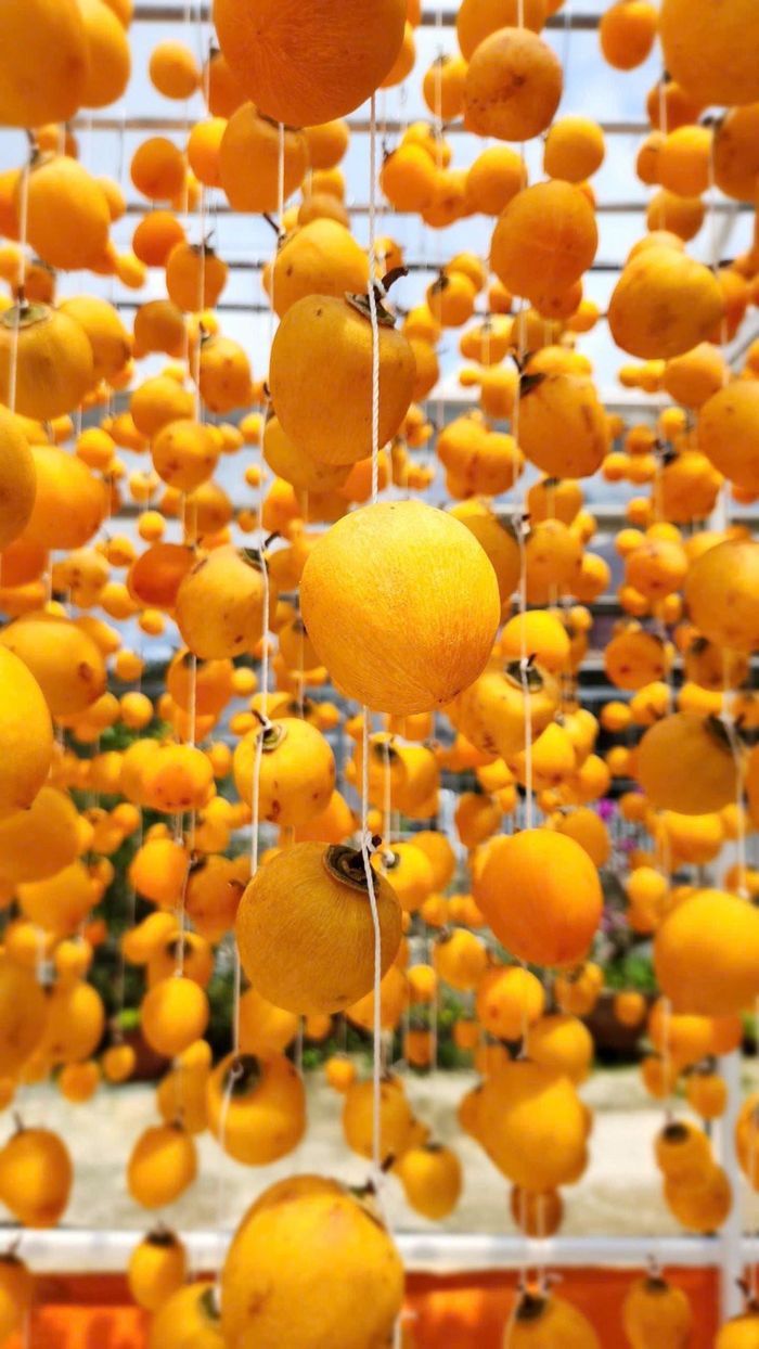 Những quả hồng được treo giàn sấy gió theo phương pháp sấy khô Nhật Bản trong khu nhà xưởng của gia đình chị My