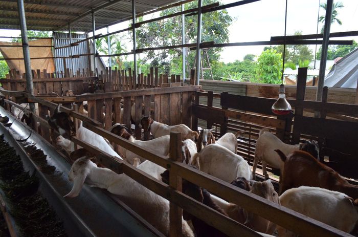Đàn dê của tỉnh Lâm Đồng 9 tháng năm 2026 mức 122.000 con, đạt 106,09% so kế hoạch năm